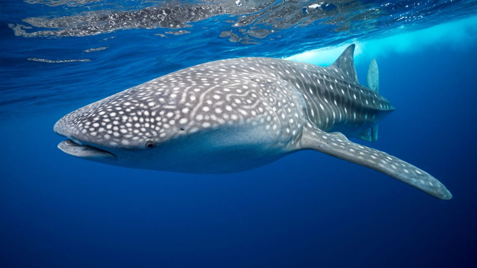 Roatan undersea world - whale shark